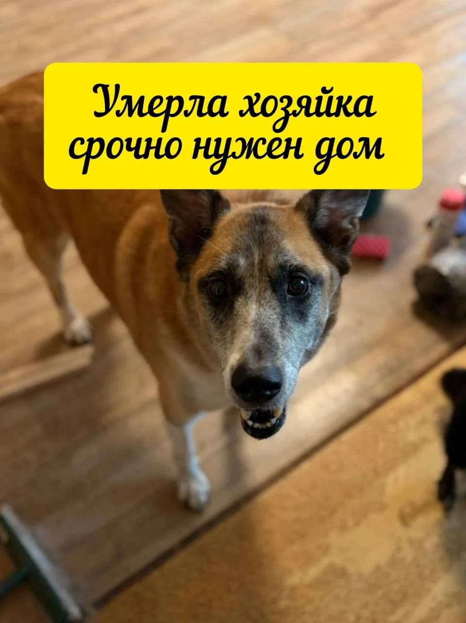 Фото собаки Сёма