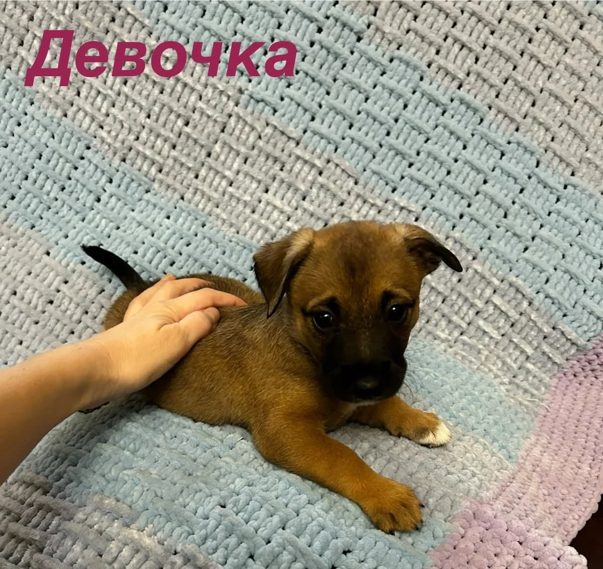 Фото собаки Белла