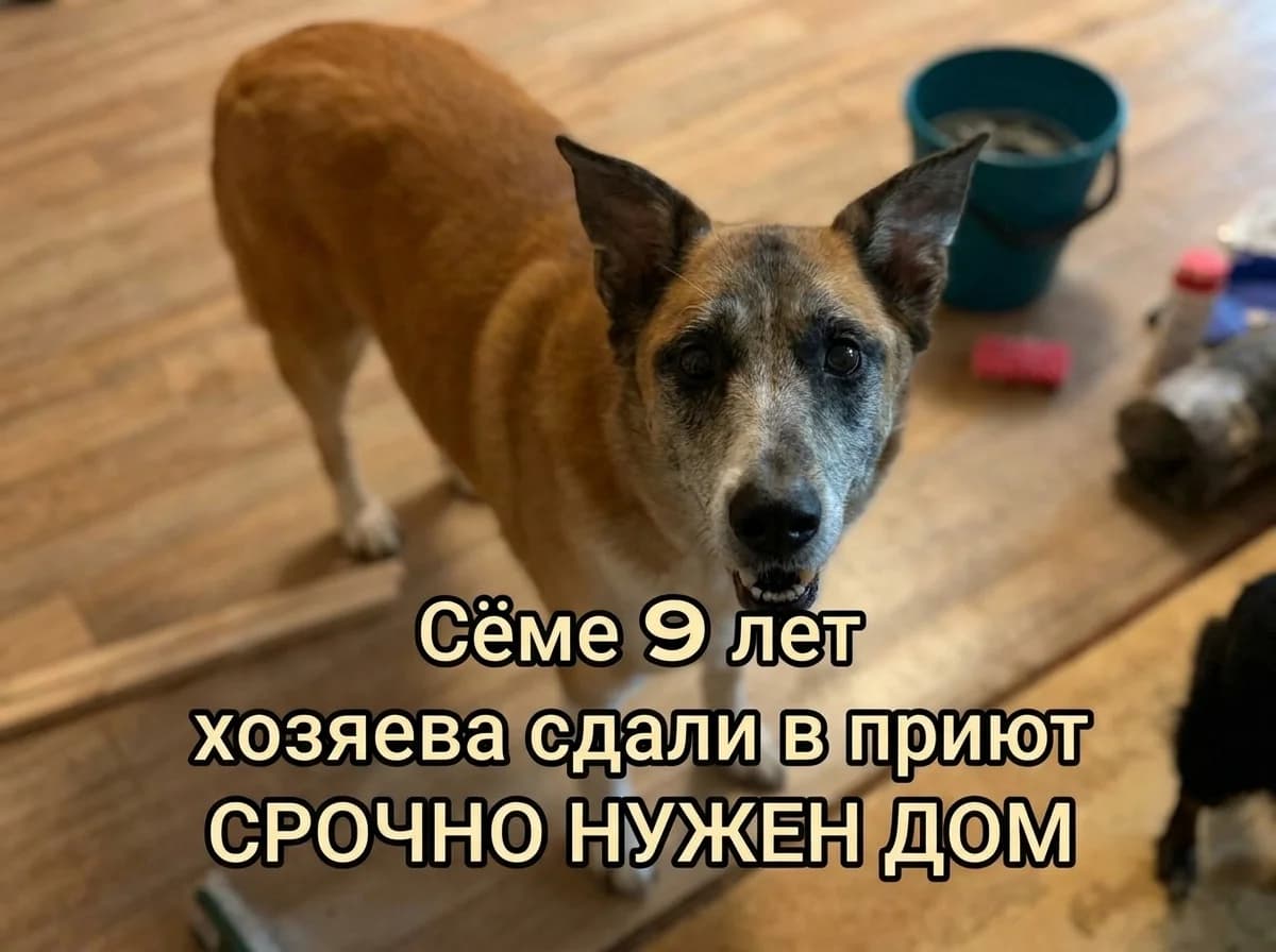 Фото собаки Сёма